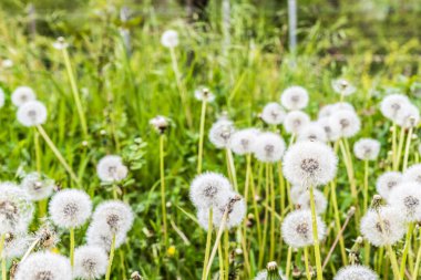 yeşil bir arka plan üzerinde beyaz kabarık dandelions