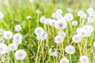 Yeşil zemin üzerine beyaz Karahindiba çiçeği