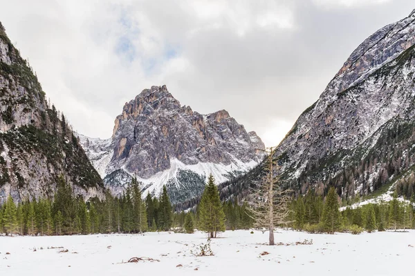 Prachtig Uitzicht Besneeuwde Bergen Groenblijvende Bomen — Stockfoto