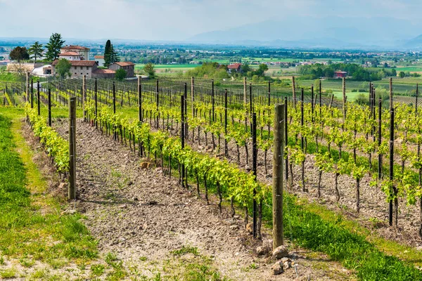 Beautiful Vineyard Summer Afternoon — Stock Photo, Image