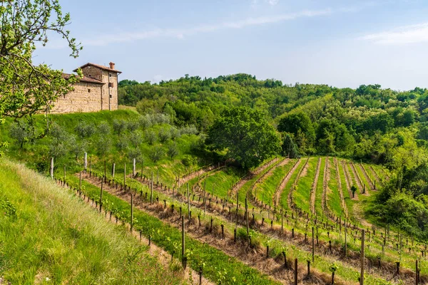 Beautiful Vineyard Summer Afternoon — Stock Photo, Image