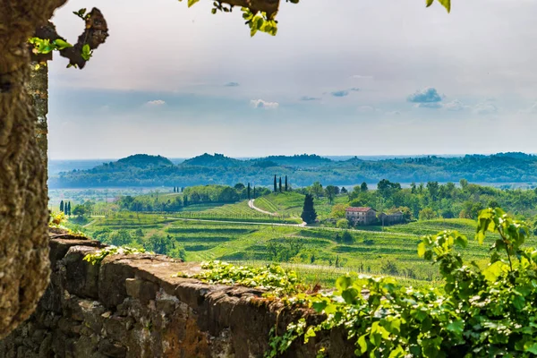 Weinberge Der Region Chianti Toskana Italien — Stockfoto