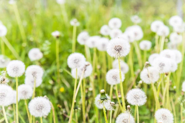 Yeşil zemin üzerine beyaz Karahindiba çiçeği