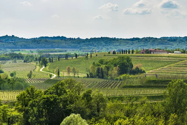 Beautiful View Vineyard Countryside — Stock Photo, Image