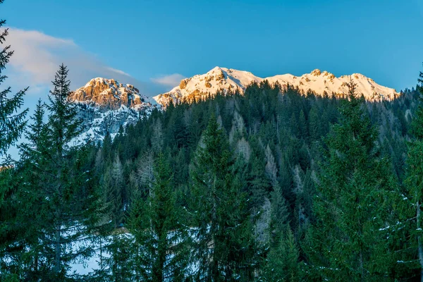 Prachtig Landschap Met Besneeuwde Bergen Groenblijvende Bomen — Stockfoto