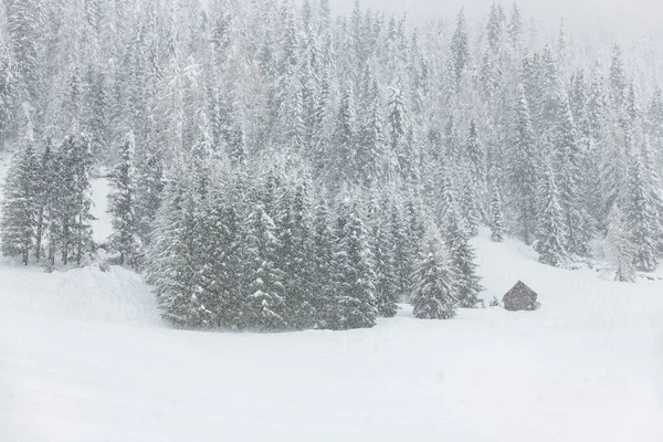 美丽的Sappada古村落建筑映衬着雪花 — 图库照片