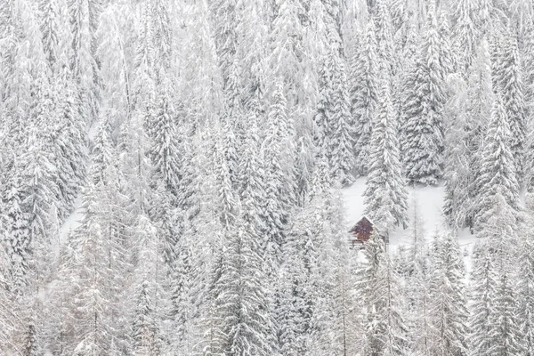 Красивый Зимний Пейзаж Заснеженными Деревьями Сельским Коттеджем — стоковое фото
