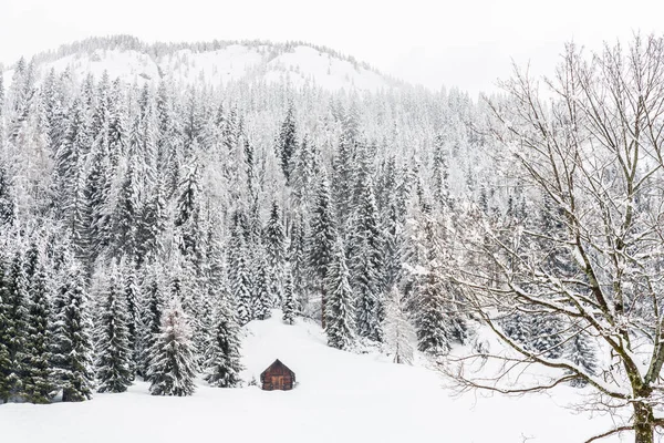 Bellissimo Paesaggio Invernale Con Alberi Innevati Cottage Rurale — Foto Stock