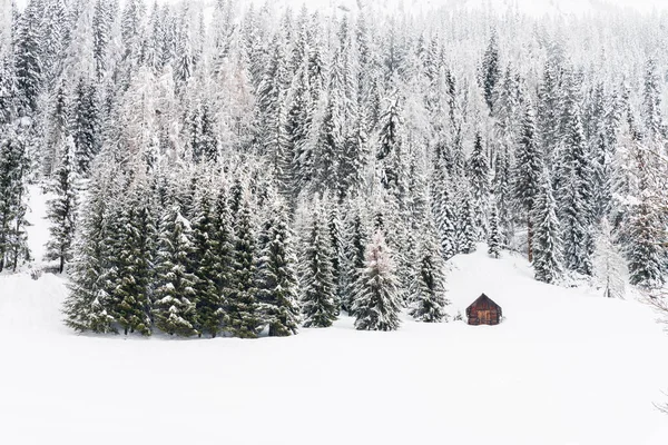 Krásná Zimní Krajina Zasněženými Stromy Venkovské Chalupy — Stock fotografie