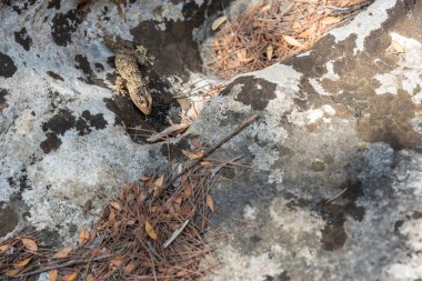 Kertenkelenin yakın plan çekimleri.