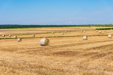 Sahada saman balyaları, İtalya 'da Taranto eyaleti
