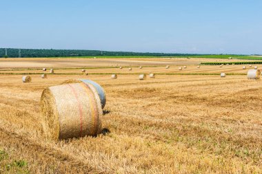 Sahada saman balyaları, İtalya 'da Taranto eyaleti