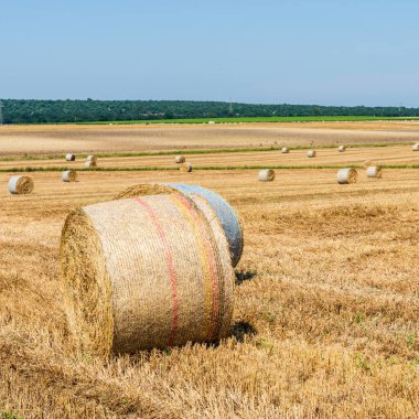 Sahada saman balyaları, İtalya 'da Taranto eyaleti