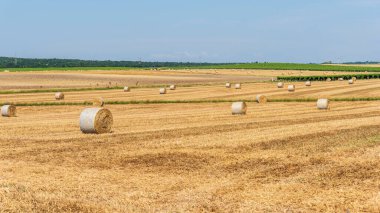 Sahada saman balyaları, İtalya 'da Taranto eyaleti