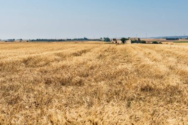 Buğday tarlası ve kırsalda geniş bir yol.