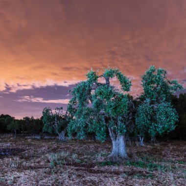 Güzel Masseria Nuove Caselle İtalya 'da