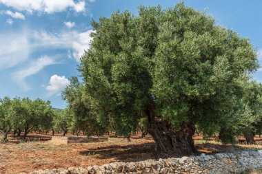 Güzel Masseria Nuove Caselle İtalya 'da