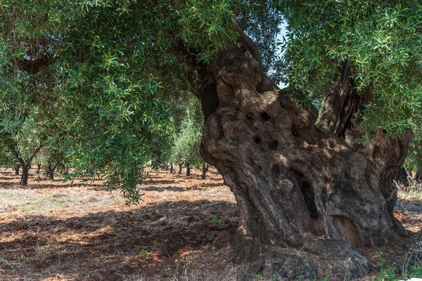 Güzel Masseria Nuove Caselle İtalya 'da