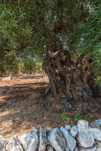 Hermosa Masseria Nuove Caselle Italia — Foto de Stock