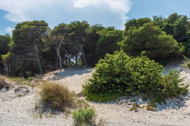 Güzel sahil manzarası ve mavi gökyüzü 