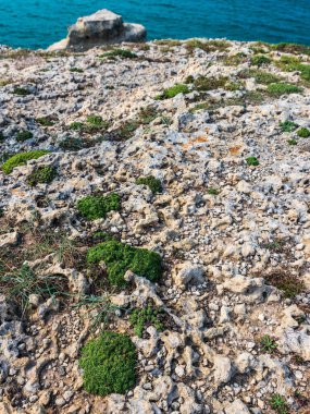 deniz kıyısı doğa arka planında