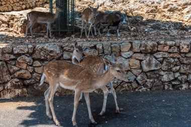  Hayvanat bahçesindeki güzel bir geyiğin yakın çekimi.