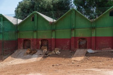 Hayvanat bahçesindeki dişi aslanlar doğayla ilgili.
