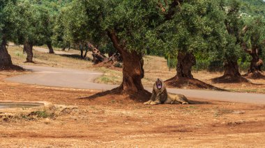 Hayvanat bahçesindeki aslan doğa geçmişi üzerine