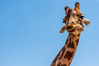 Mavi arka planda zürafa portresi