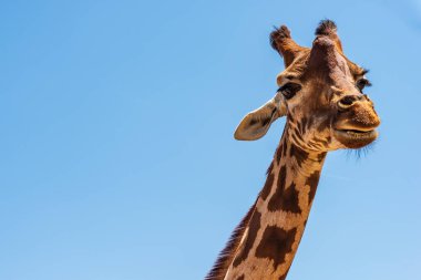 Mavi arka planda zürafa portresi