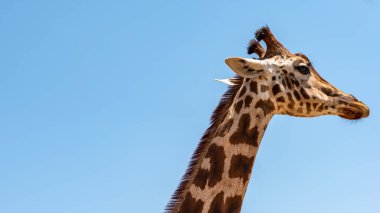 Afrika zürafası mavi gökyüzüne karşı