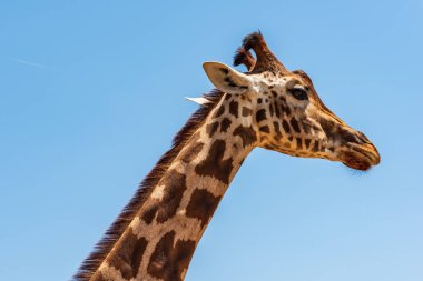 Afrika zürafası mavi gökyüzüne karşı