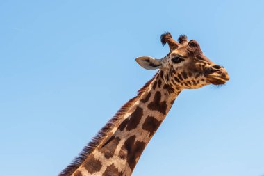 Afrika zürafası mavi gökyüzüne karşı