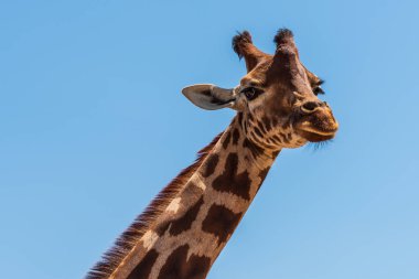 Afrika zürafası mavi gökyüzüne karşı