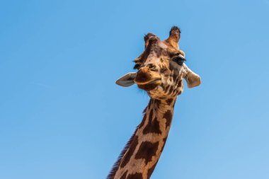 Afrika zürafası mavi gökyüzüne karşı