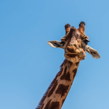 Arka planda hayvanat bahçesindeki zürafa, kapat.