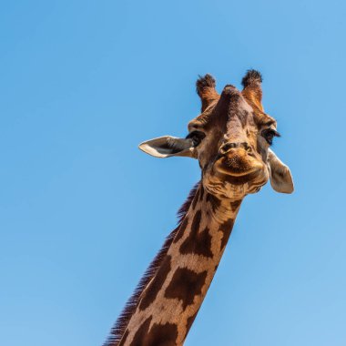 Arka planda hayvanat bahçesindeki zürafa, kapat.