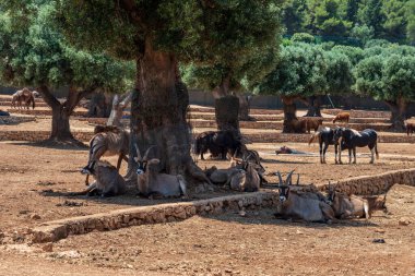 Hayvanat bahçesinde arka planda bir hayvan sürüsü