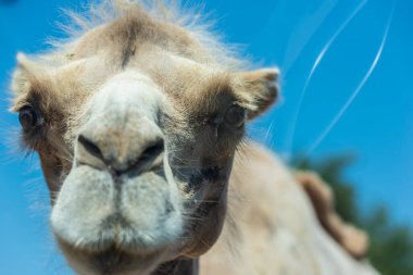 Hayvanat bahçesindeki deve doğa geçmişi