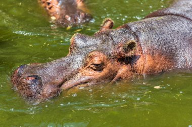 Sudaki su aygırları, doğa arka planında.