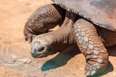 Doğa arka planında bir kaplumbağaya yakın çekim