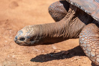 Doğa arka planında bir kaplumbağaya yakın çekim