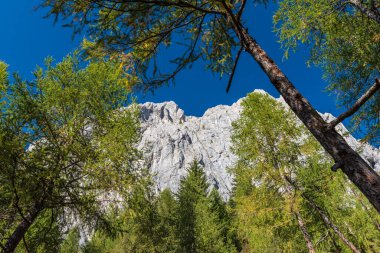 Ormanın ve dağların güzel manzarası
