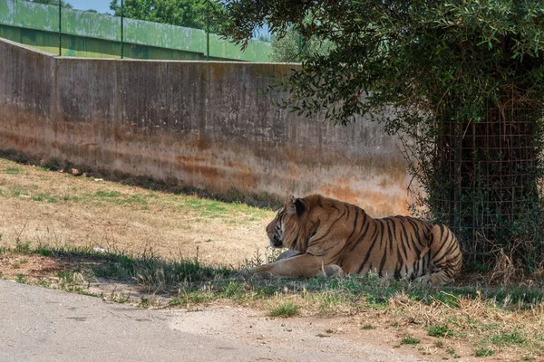 Дневная Съемка Тигра Зоопарке Фасано — стоковое фото