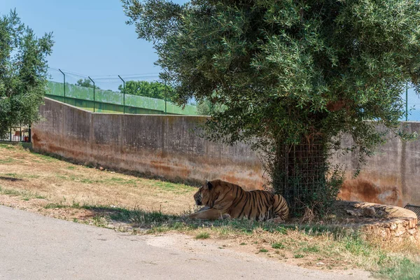 Дневная Съемка Тигра Зоопарке Фасано — стоковое фото