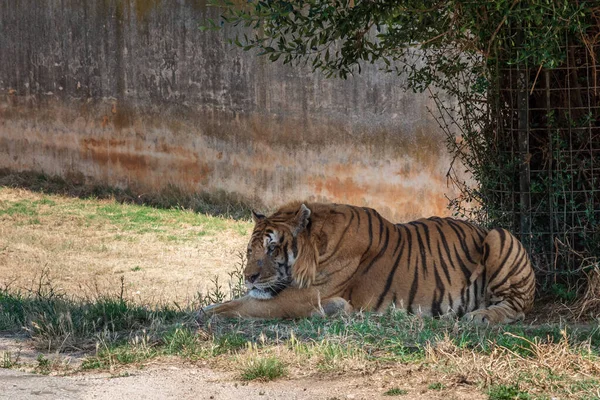 Ημέρα Shot Του Τίγρη Στο Ζωολογικό Κήπο Σαφάρι Fasano — Φωτογραφία Αρχείου