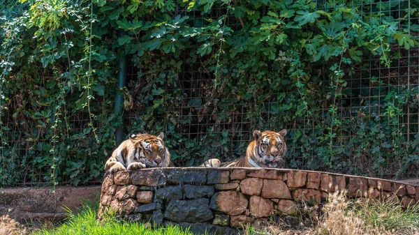 Дневная Съемка Тигров Зоопарке Фасано — стоковое фото
