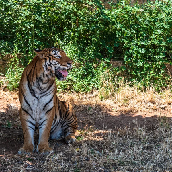 Dag Tid Skott Tiger Zoo Safari Fasano — Stockfoto