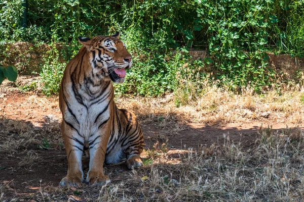 Dag Tid Skott Tiger Zoo Safari Fasano — Stockfoto