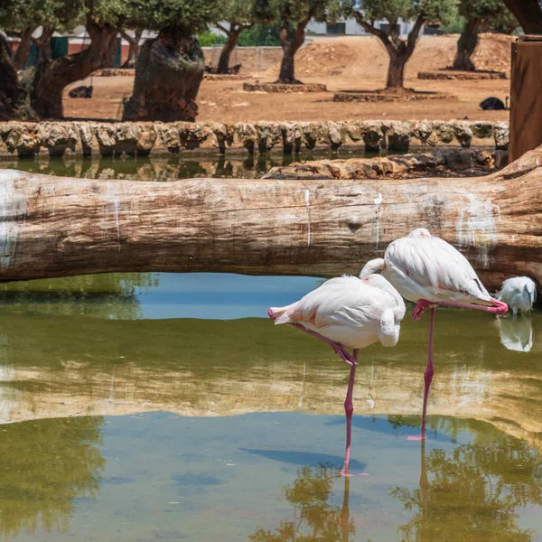 Schöne Rosa Flamingos Wasser — Stockfoto